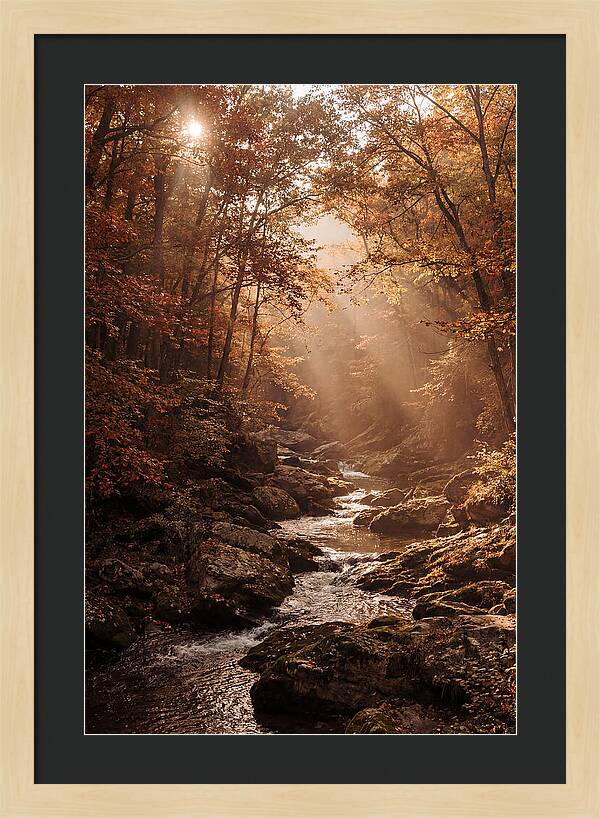 Sunlit Ravine With Flowing Creek