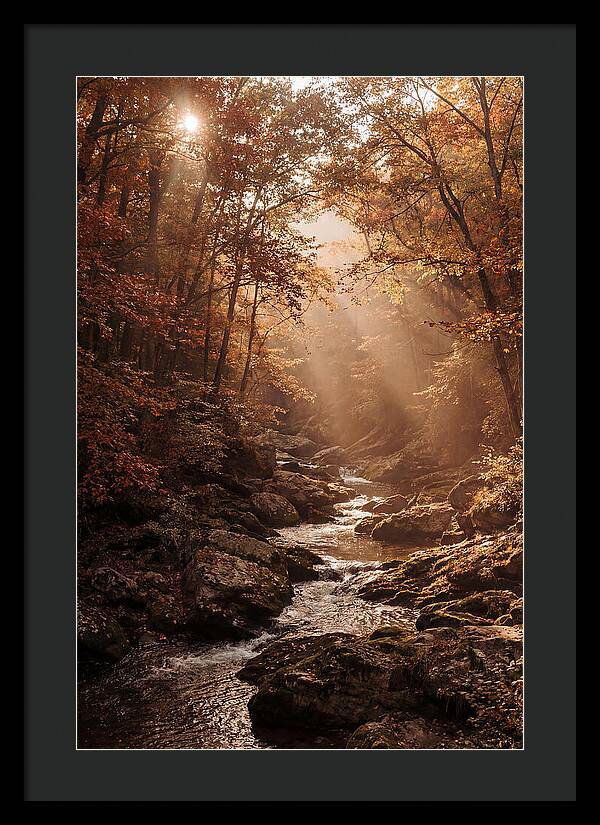 Sunlit Ravine With Flowing Creek