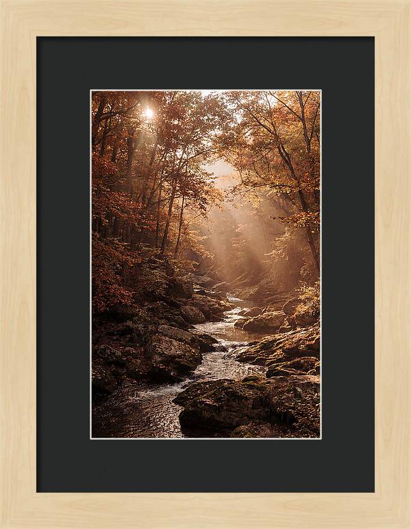 Sunlit Ravine With Flowing Creek