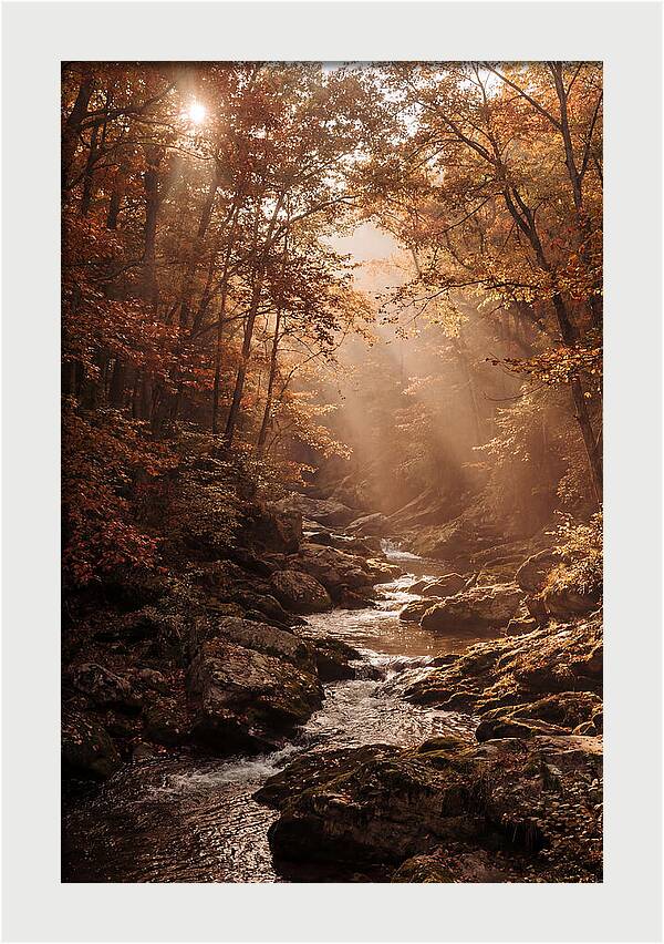 Sunlit Ravine With Flowing Creek
