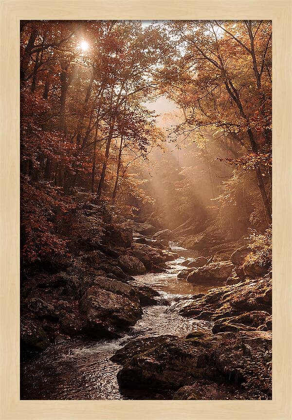 Sunlit Ravine With Flowing Creek