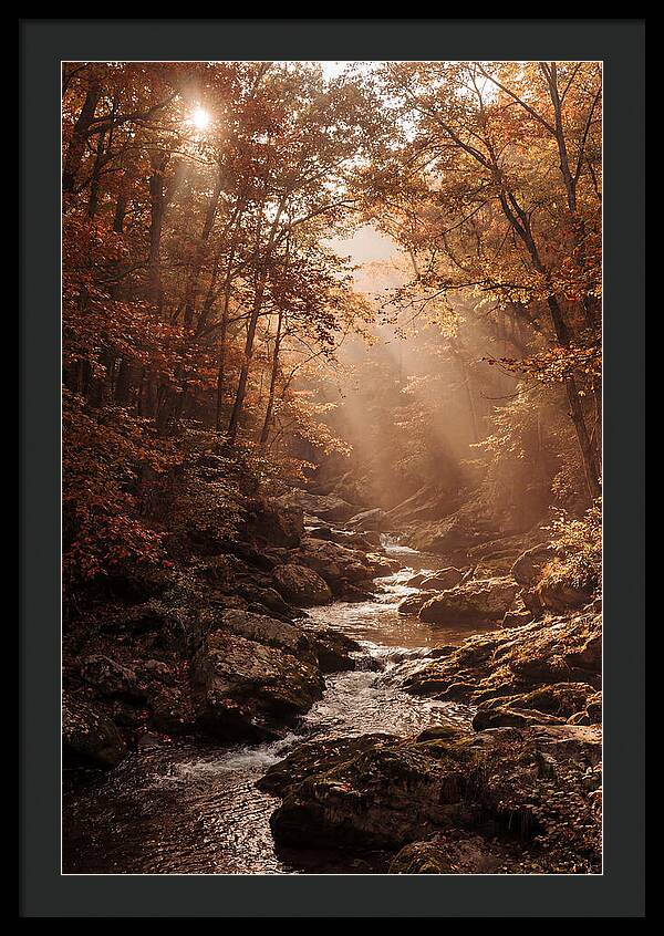 Sunlit Ravine With Flowing Creek