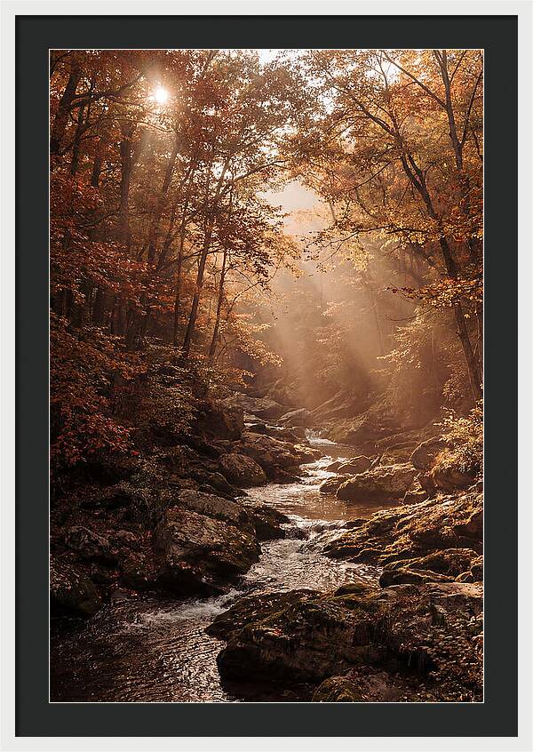 Sunlit Ravine With Flowing Creek