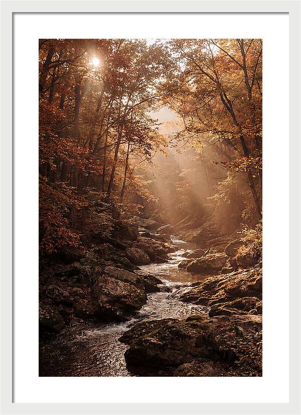Sunlit Ravine With Flowing Creek