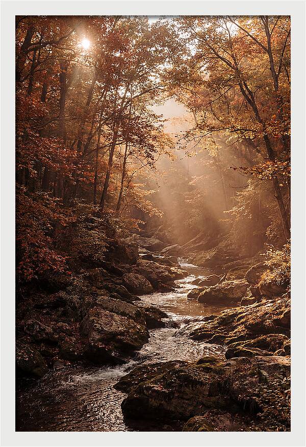 Sunlit Ravine With Flowing Creek