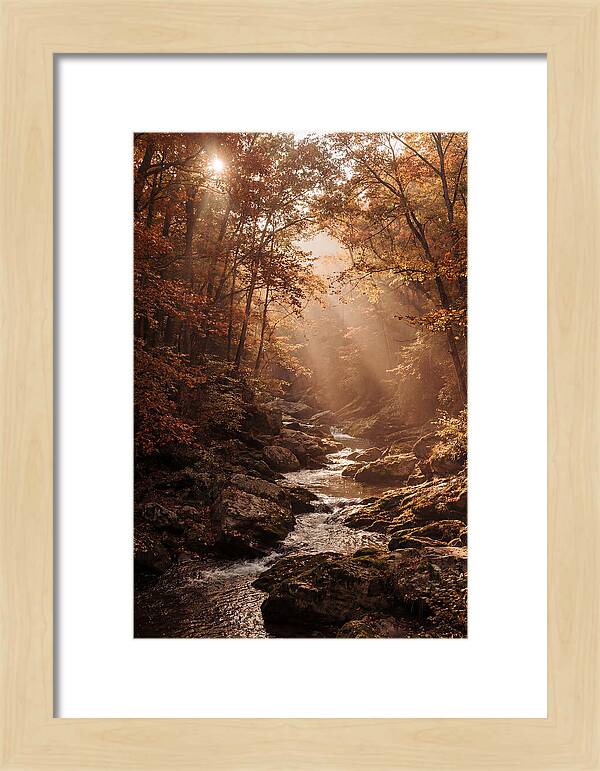 Sunlit Ravine With Flowing Creek