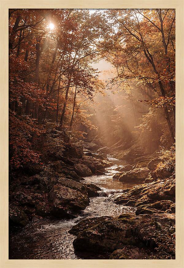 Sunlit Ravine With Flowing Creek