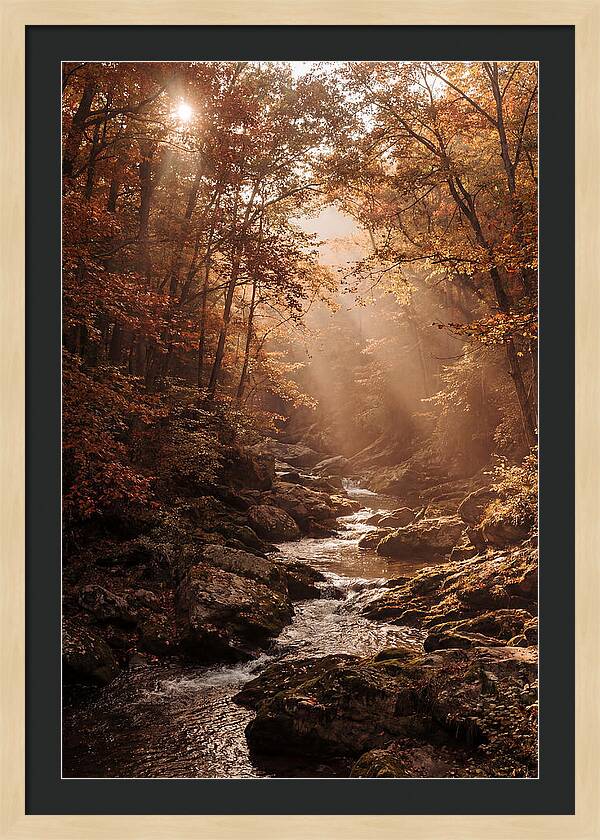 Sunlit Ravine With Flowing Creek