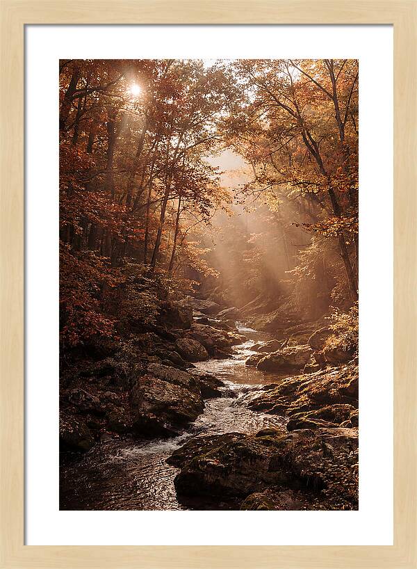 Sunlit Ravine With Flowing Creek
