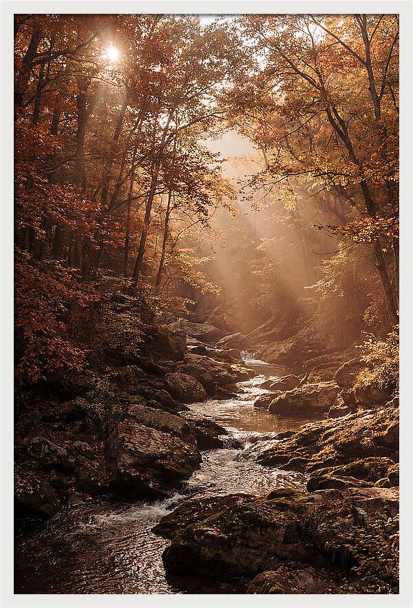 Sunlit Ravine With Flowing Creek