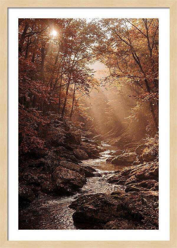 Sunlit Ravine With Flowing Creek