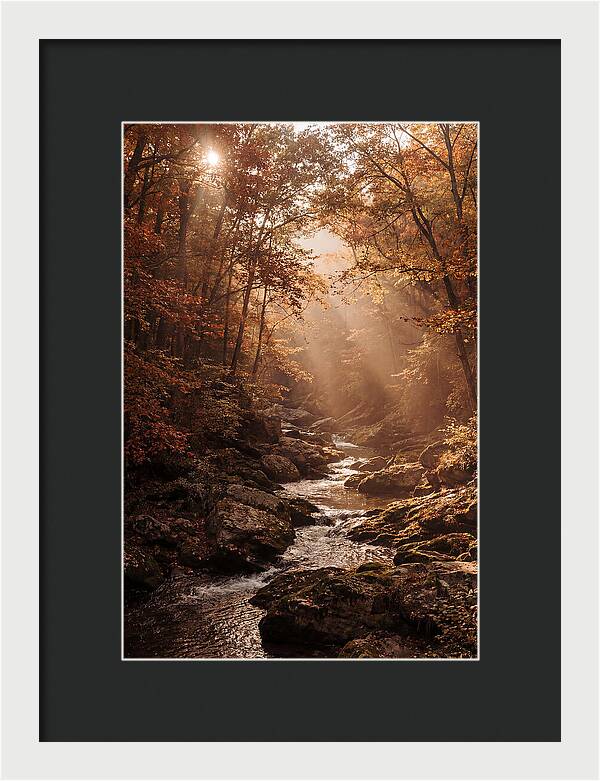 Sunlit Ravine With Flowing Creek