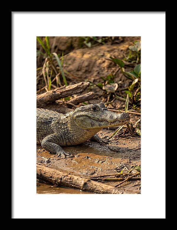 Sunlit Spectacled Caiman