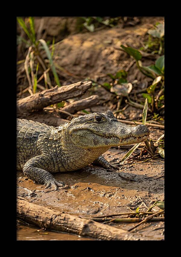 Sunlit Spectacled Caiman