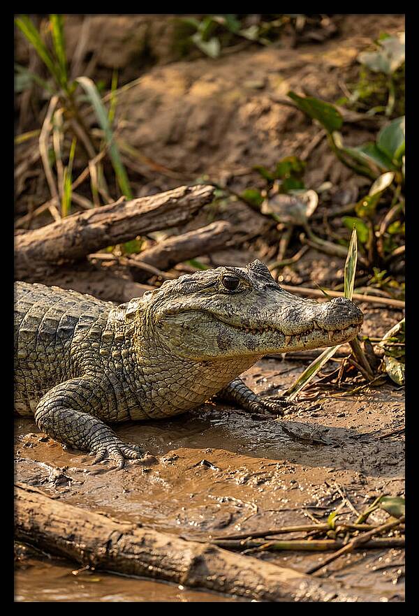 Sunlit Spectacled Caiman