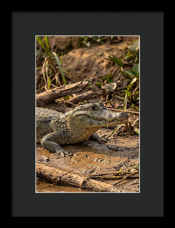 Sunlit Spectacled Caiman