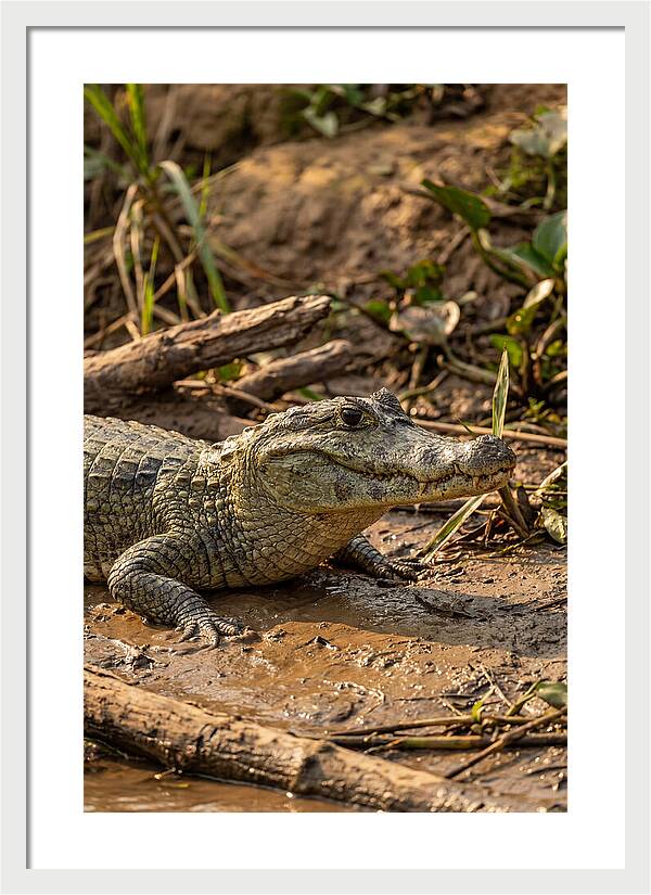 Sunlit Spectacled Caiman