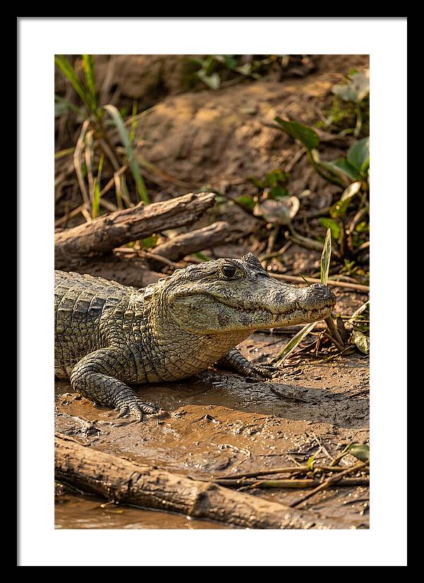 Sunlit Spectacled Caiman