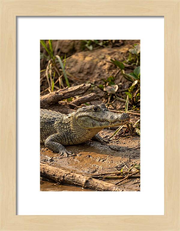 Sunlit Spectacled Caiman