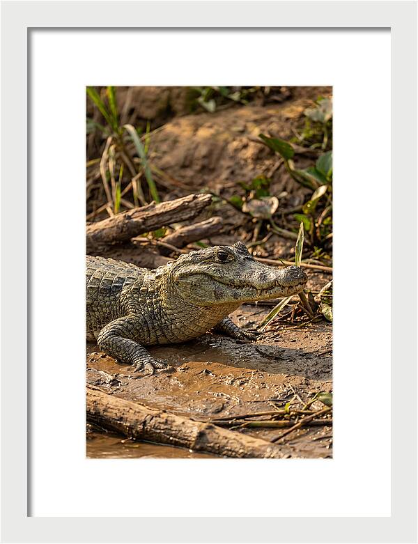 Sunlit Spectacled Caiman