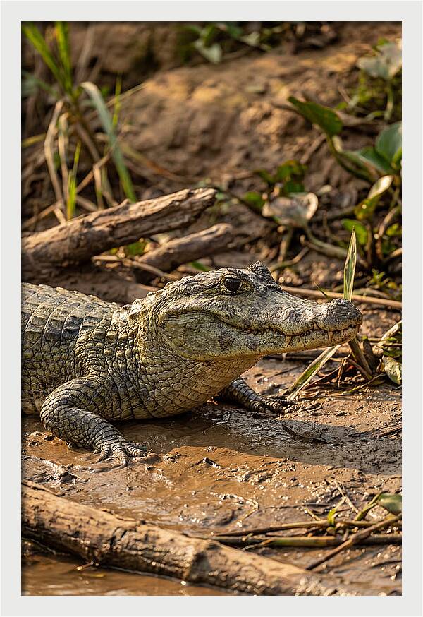 Sunlit Spectacled Caiman