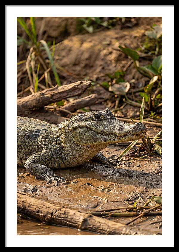Sunlit Spectacled Caiman