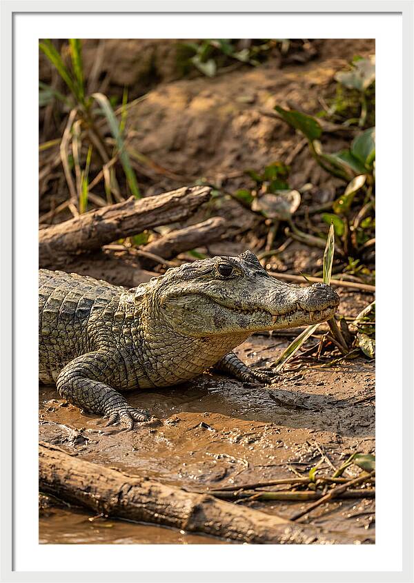 Sunlit Spectacled Caiman