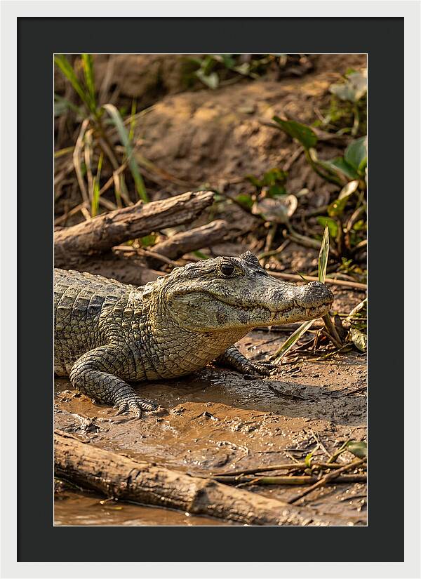 Sunlit Spectacled Caiman