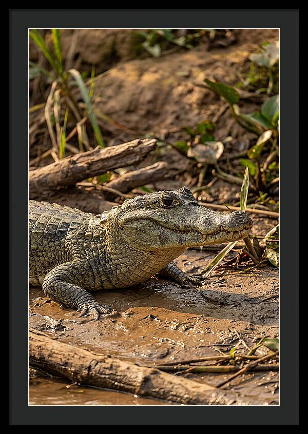 Sunlit Spectacled Caiman