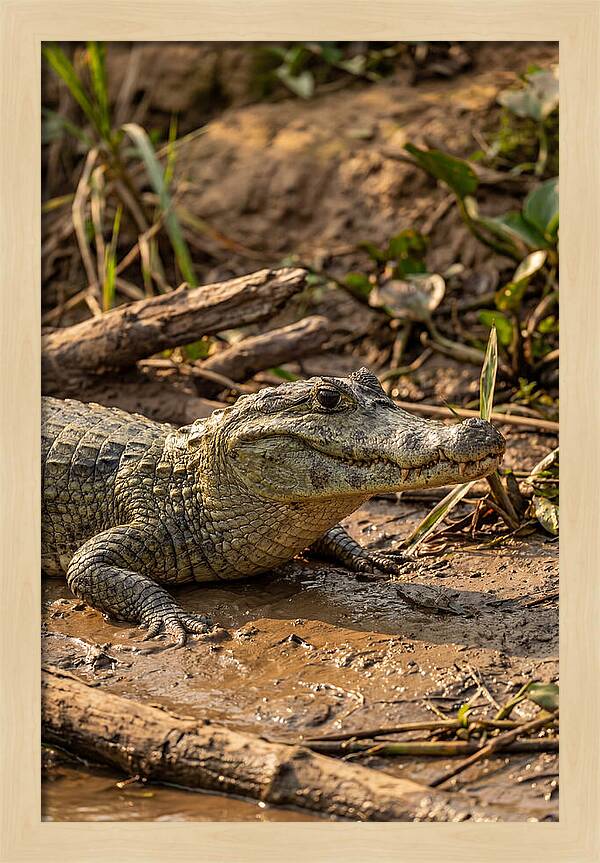Sunlit Spectacled Caiman