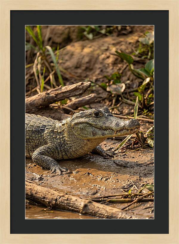 Sunlit Spectacled Caiman
