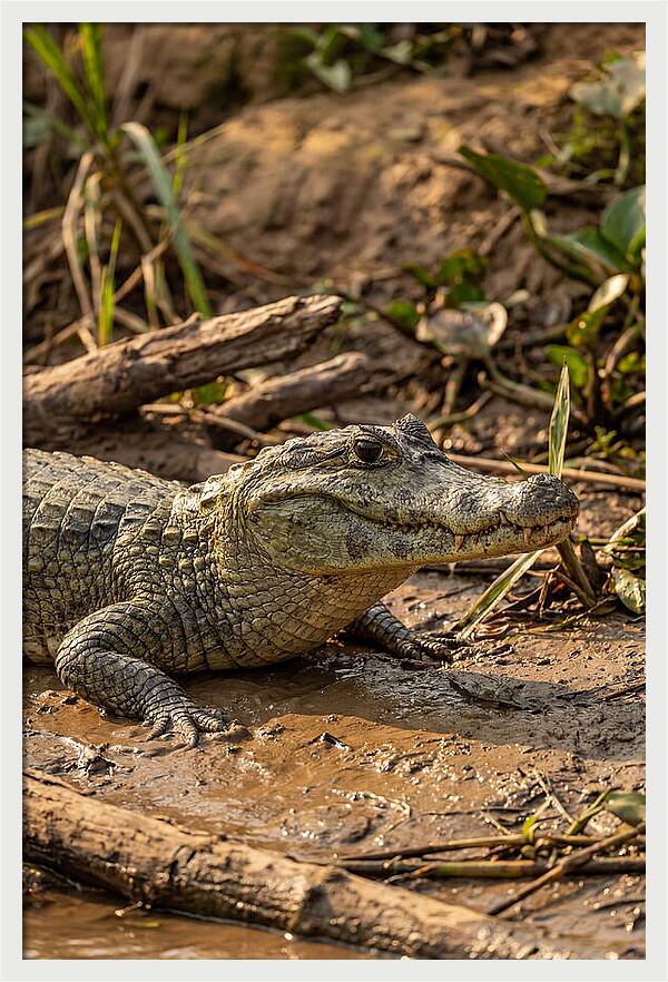 Sunlit Spectacled Caiman