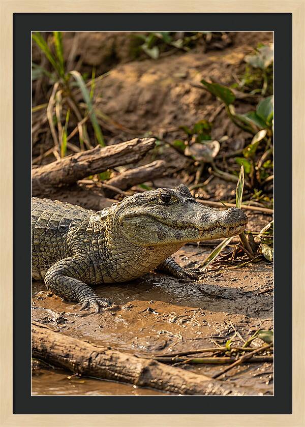 Sunlit Spectacled Caiman