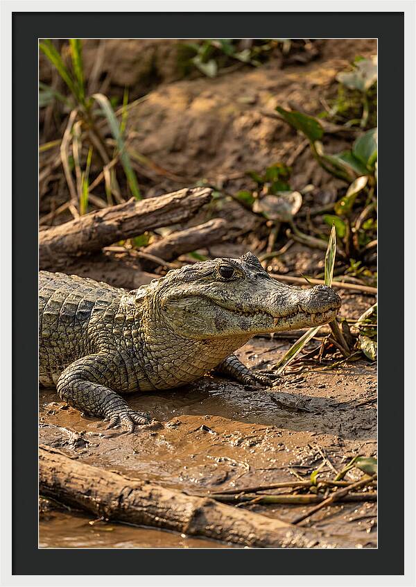 Sunlit Spectacled Caiman
