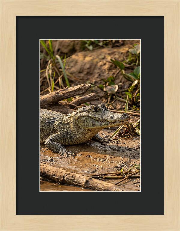 Sunlit Spectacled Caiman