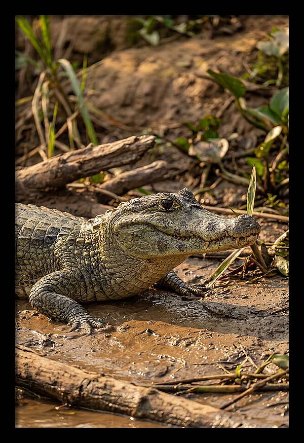 Sunlit Spectacled Caiman