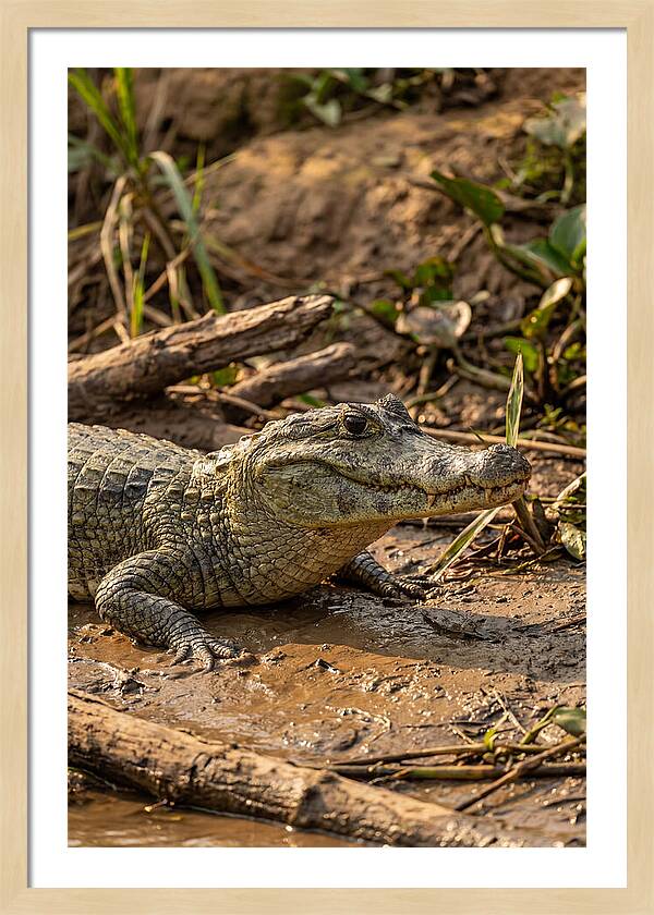 Sunlit Spectacled Caiman