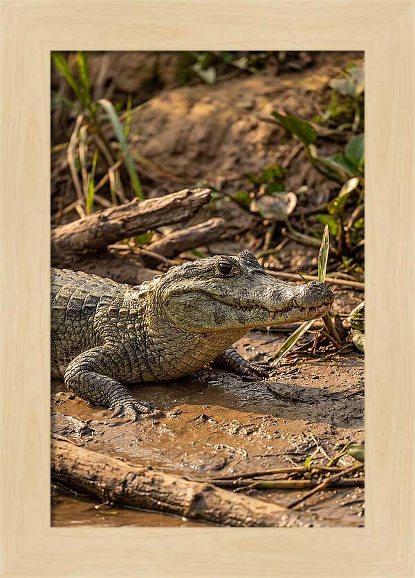 Sunlit Spectacled Caiman
