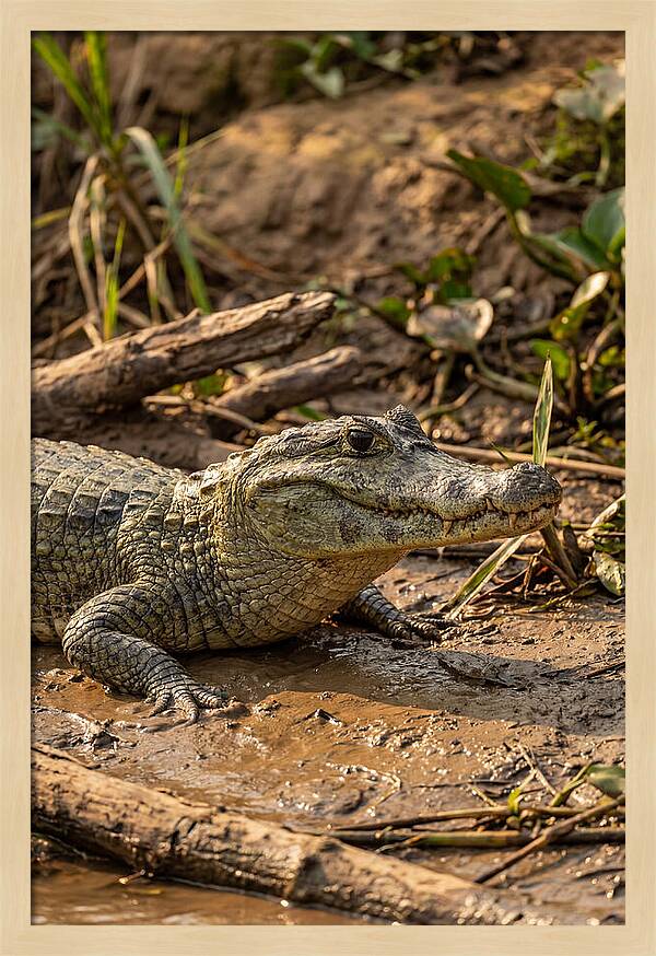 Sunlit Spectacled Caiman