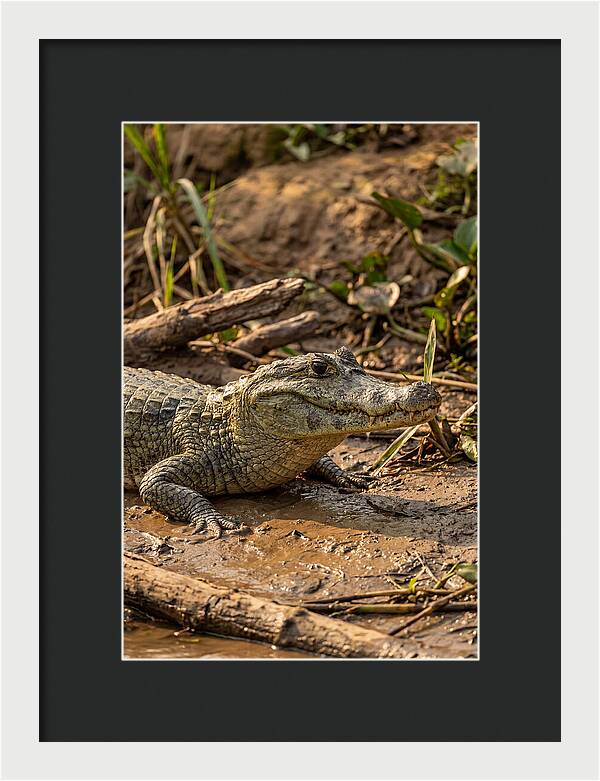 Sunlit Spectacled Caiman