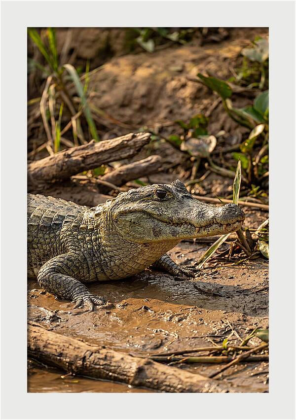Sunlit Spectacled Caiman