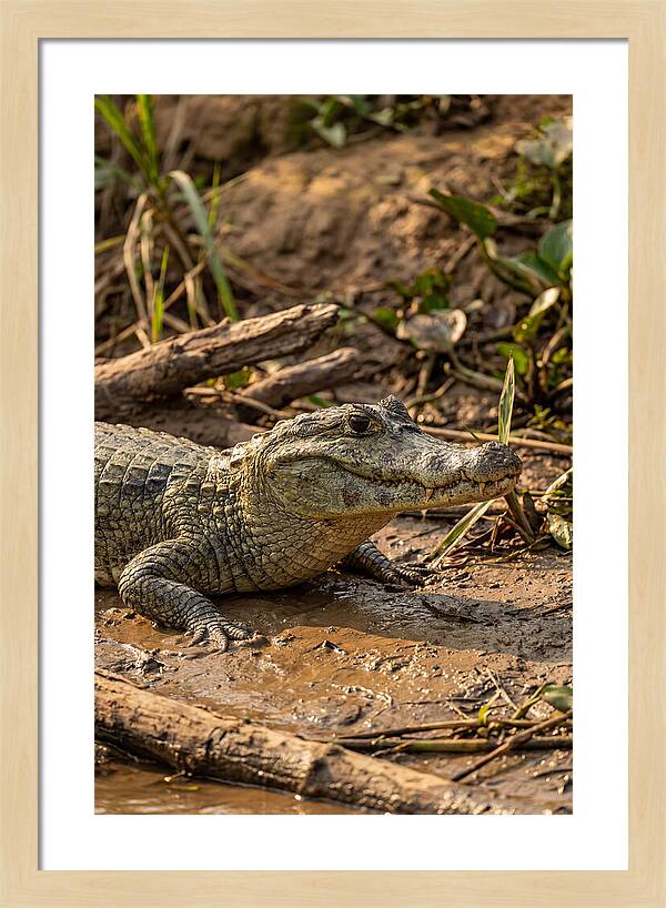 Sunlit Spectacled Caiman