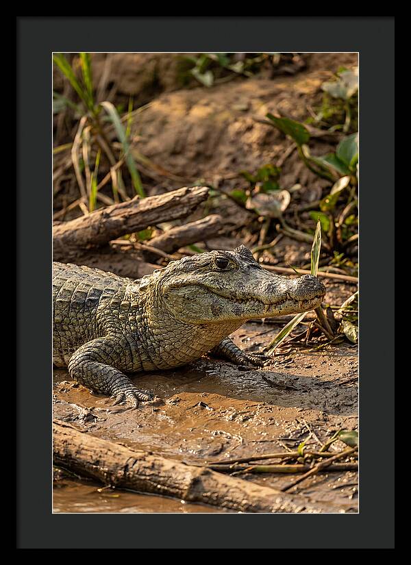 Sunlit Spectacled Caiman