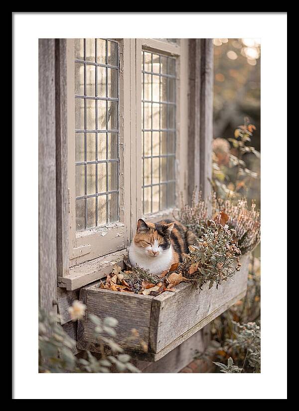 Sunny Cottage Serenity