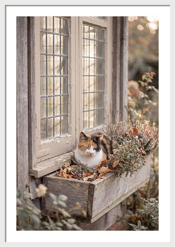 Sunny Cottage Serenity
