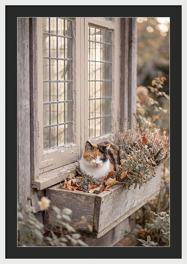 Sunny Cottage Serenity