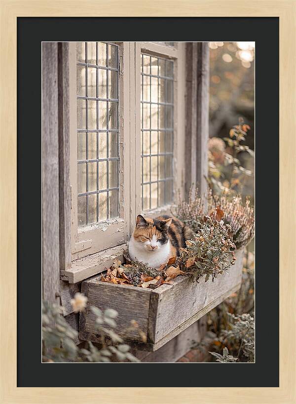 Sunny Cottage Serenity