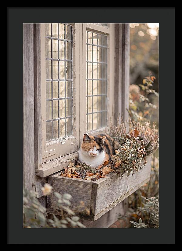 Sunny Cottage Serenity