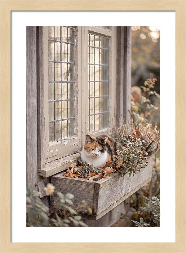 Sunny Cottage Serenity