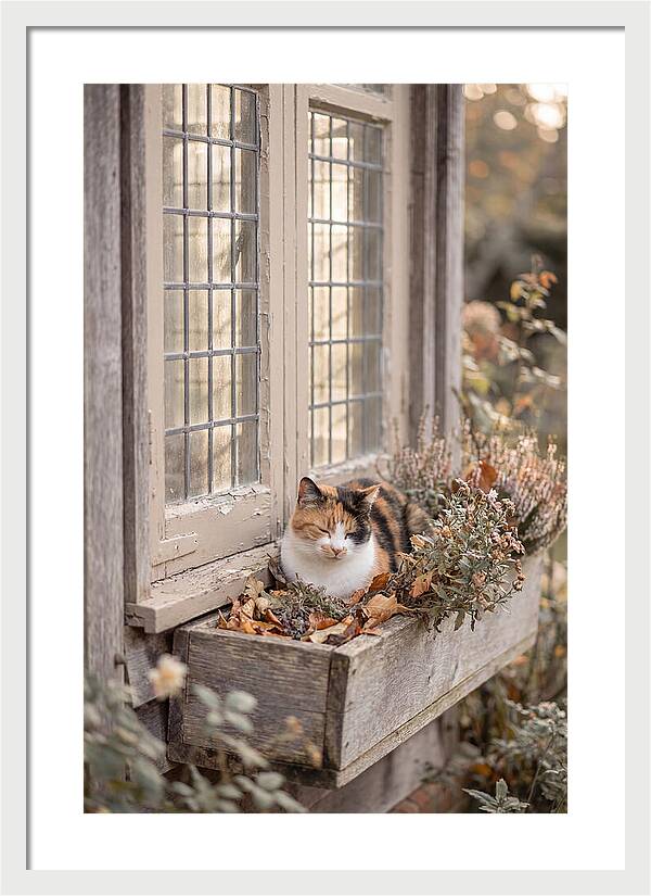Sunny Cottage Serenity